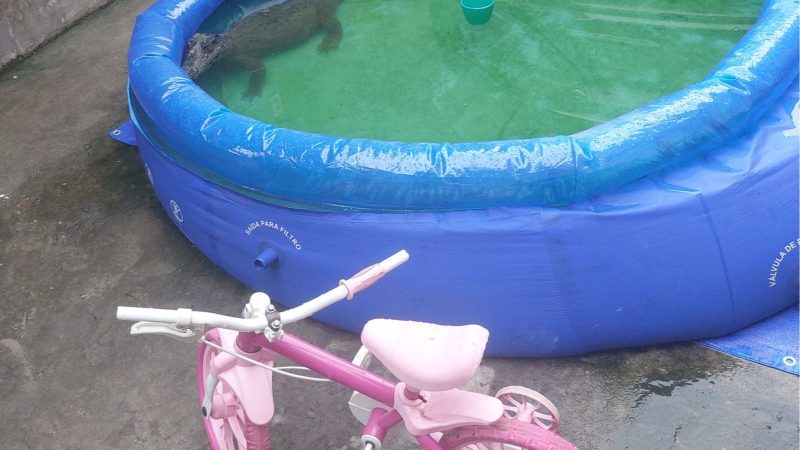 Em Manaus, dona de casa encontra jacaré em piscina de plástico e aciona o Corpo de Bombeiros para o resgate