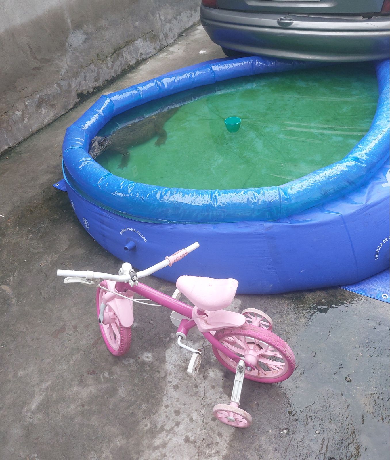 Em Manaus, dona de casa encontra jacaré em piscina de plástico e aciona o Corpo de Bombeiros para o resgate