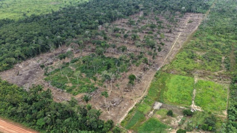 Operação Tamoiotatá 6 reforça combate ao desmatamento no Amazonas até 2026