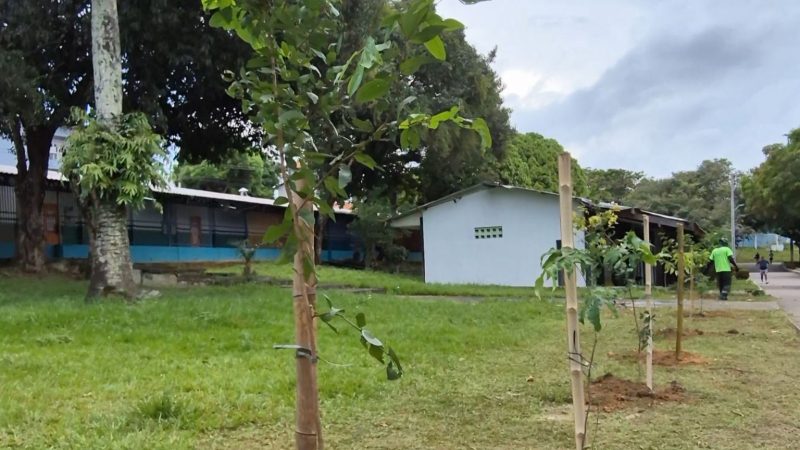 Prefeitura de Manaus realiza manutenção da arborização no CSU do Parque 10 e inicia plantio de 2 mil mudas no local