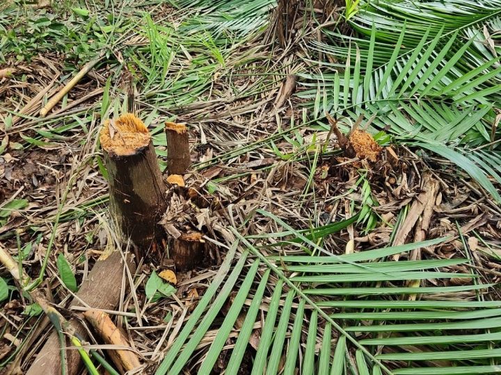 Flagrante ambiental: 23 pessoas são presas por desmatamento em área protegida em Manaus