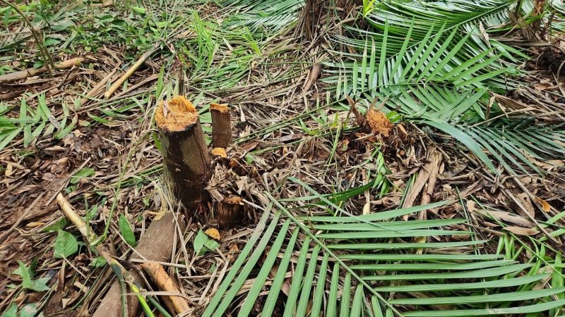 Flagrante ambiental: 23 pessoas são presas por desmatamento em área protegida em Manaus