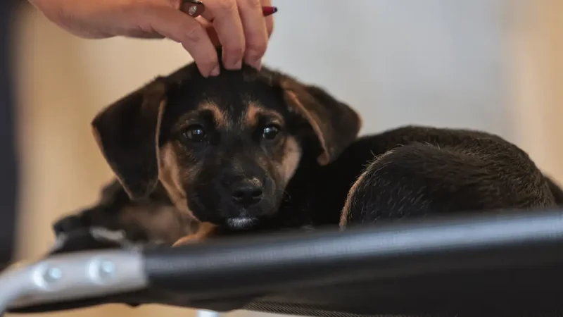 Lei define guarda compartilhada de pets; veja detalhes