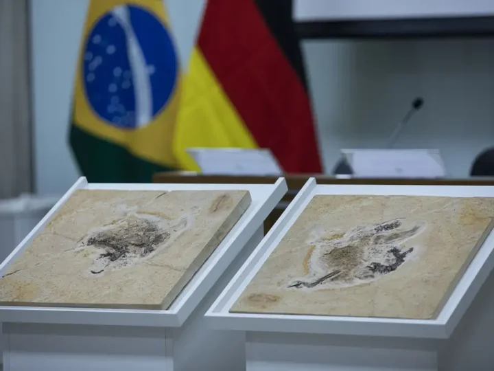 Brasil quer recuperar dinossauros e patrimônios que estão em 14 países