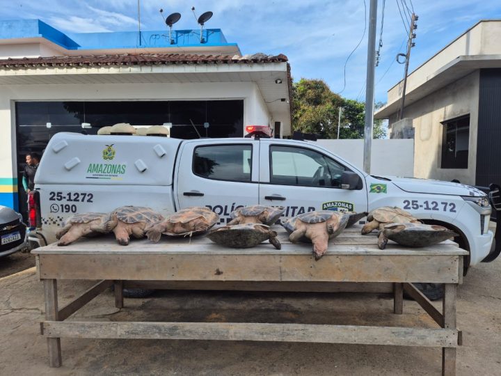 *Operação Segurança Presente: Forças de Segurança apreendem nove quelônios e mais de 2 quilos de pasta-base de cocaína*