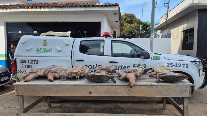 *Operação Segurança Presente: Forças de Segurança apreendem nove quelônios e mais de 2 quilos de pasta-base de cocaína*