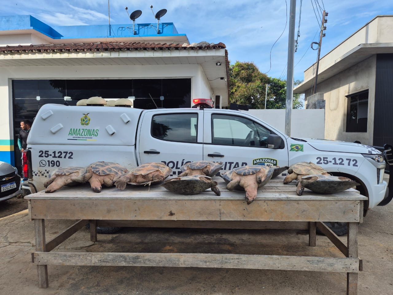 *Operação Segurança Presente: Forças de Segurança apreendem nove quelônios e mais de 2 quilos de pasta-base de cocaína*