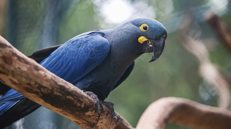 Lista de fauna ameaçada tem 180 animais incluídos e 150 retirados