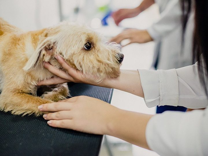 Exercício ilegal da medicina veterinária passa a ser crime