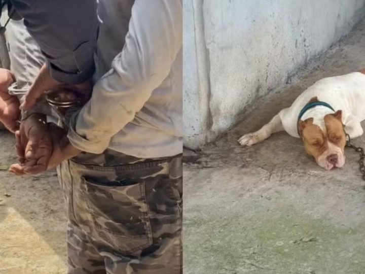 Homem é preso em Presidente Figueiredo após vídeo de abuso sexual contra cachorro