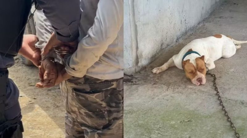 Homem é preso em Presidente Figueiredo após vídeo de abuso sexual contra cachorro