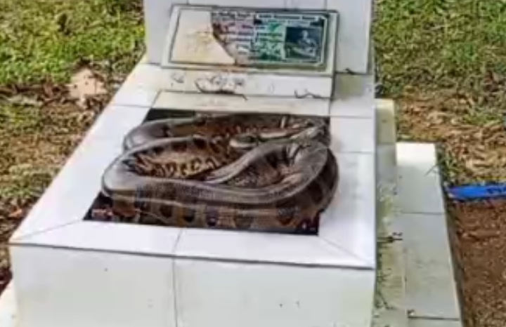 Cobra é encontrada sobre túmulo em cemitério de Manaus