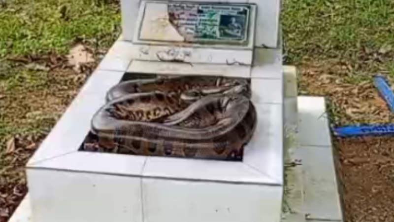 Cobra é encontrada sobre túmulo em cemitério de Manaus