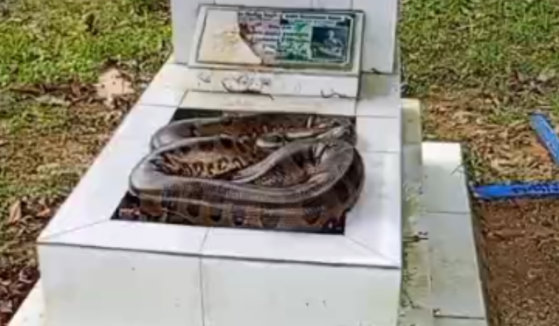 Cobra é encontrada sobre túmulo em cemitério de Manaus