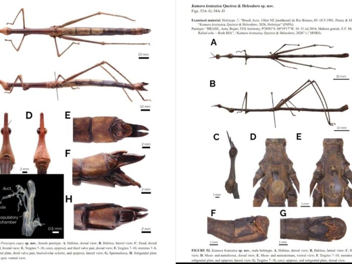 Toadas do Garantido inspiram nomes de novas espécies de gafanhotos descobertas na Amazônia