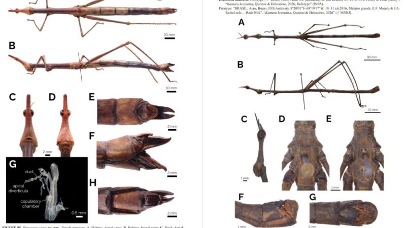 Toadas do Garantido inspiram nomes de novas espécies de gafanhotos descobertas na Amazônia