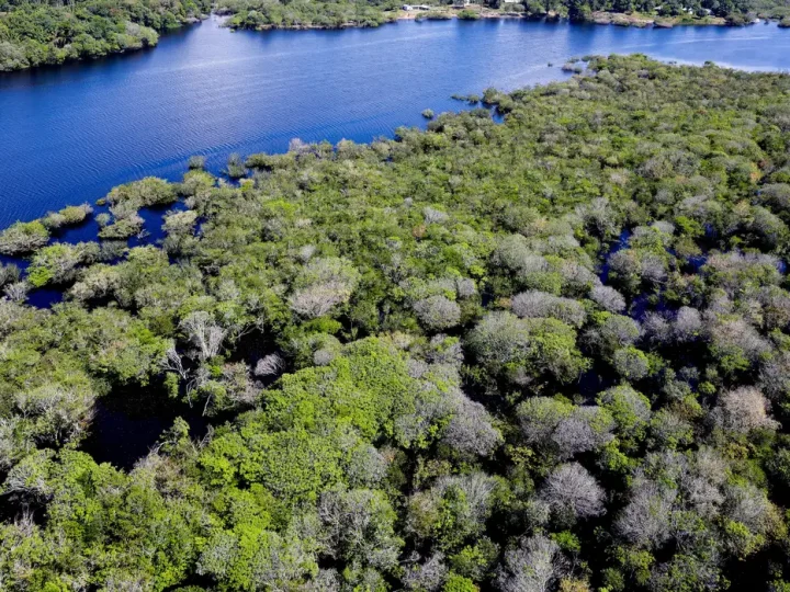 Alertas de desmatamento na Amazônia caem 35% em junho de 2026
