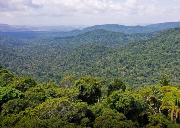 Floresta em pé: índice de desmatamento na Amazônia é o menor desde 2016