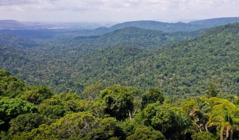 Floresta em pé: índice de desmatamento na Amazônia é o menor desde 2016