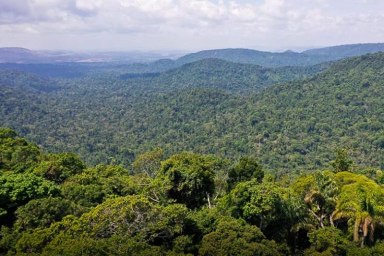 Floresta em pé: índice de desmatamento na Amazônia é o menor desde 2016