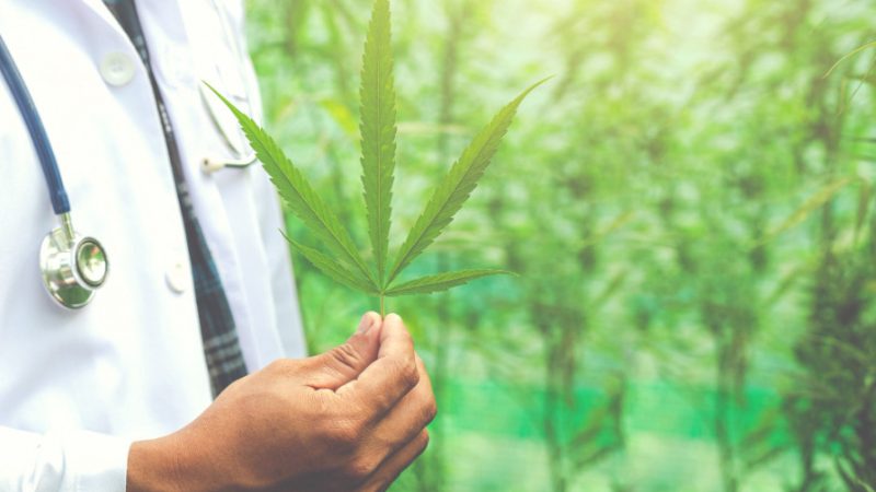 Nova regra muda receita para produtos à base de cannabis medicinal
