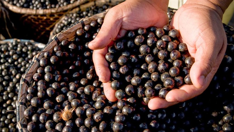 Mapeamento inédito aponta avanço da bioeconomia na Amazônia