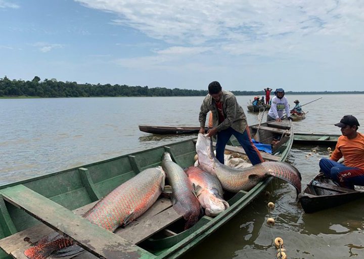 Pirarucu e jaraqui estão ameaçados por partículas invisíveis no Amazonas