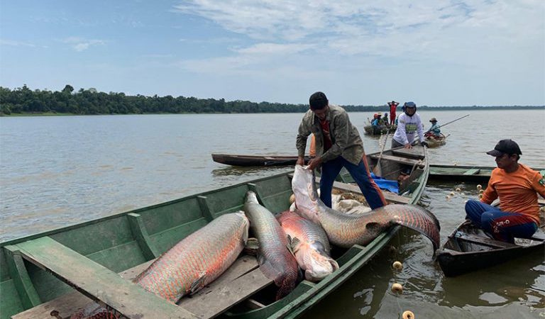 Pirarucu e jaraqui estão ameaçados por partículas invisíveis no Amazonas