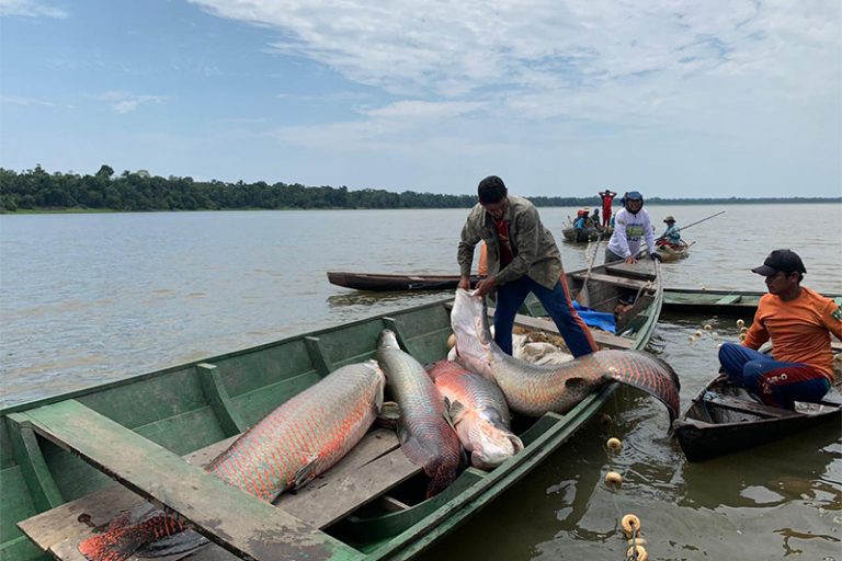 Pirarucu e jaraqui estão ameaçados por partículas invisíveis no Amazonas