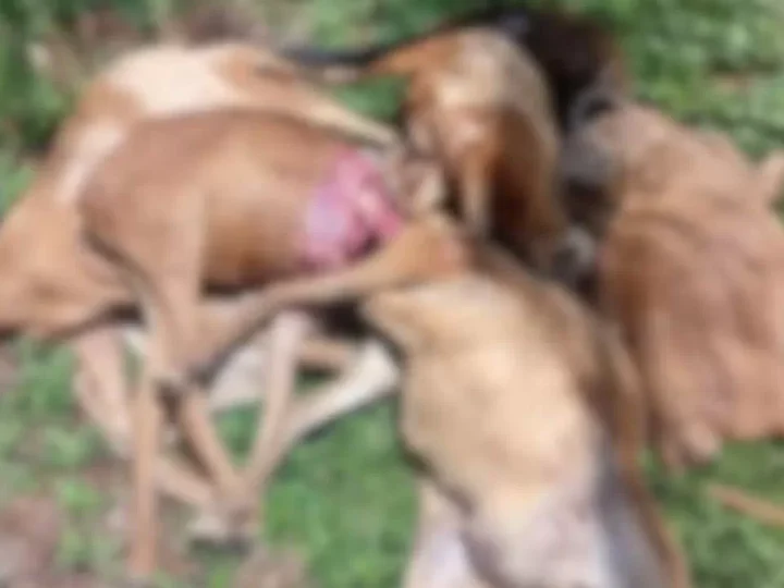 Suposto ataque de onça mata 11 carneiros e ovelhas dentro do Ifam no interior do Amazonas