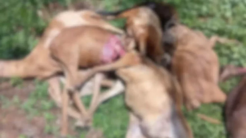 Suposto ataque de onça mata 11 carneiros e ovelhas dentro do Ifam no interior do Amazonas