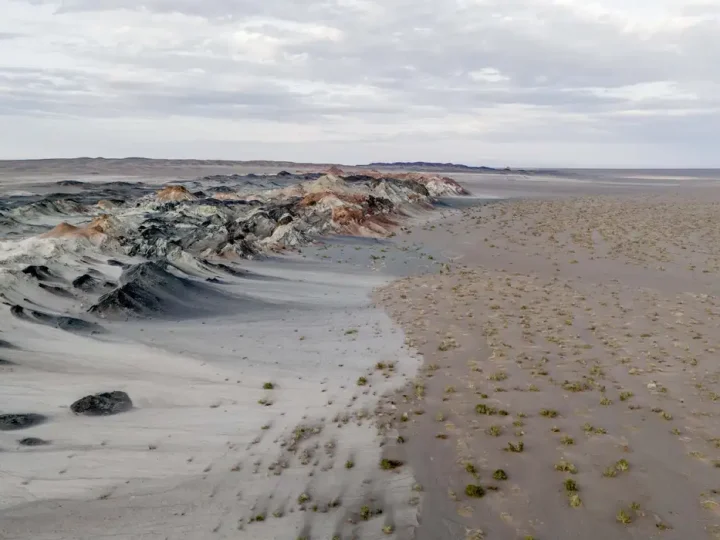 Fungos podem restaurar terras degradadas e combater crise climática