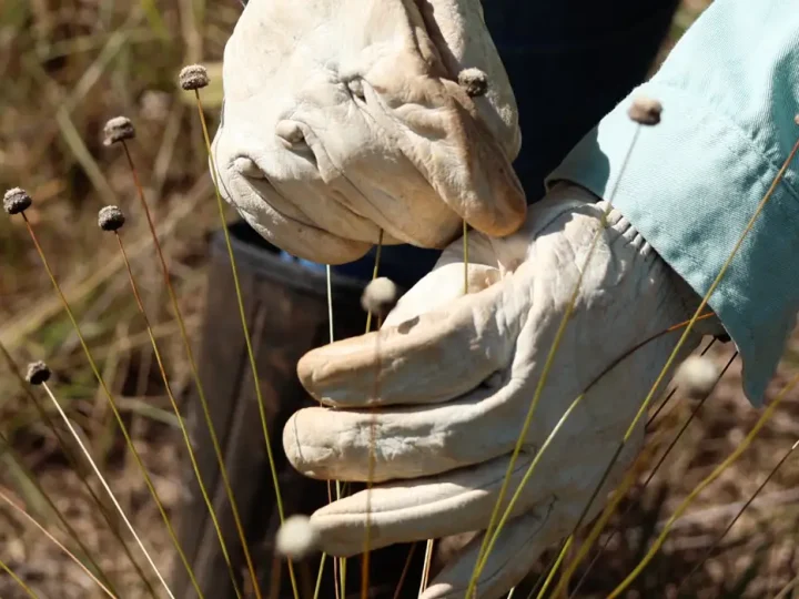 Pesquisadores encontram plantas consideradas extintas há 30 anos