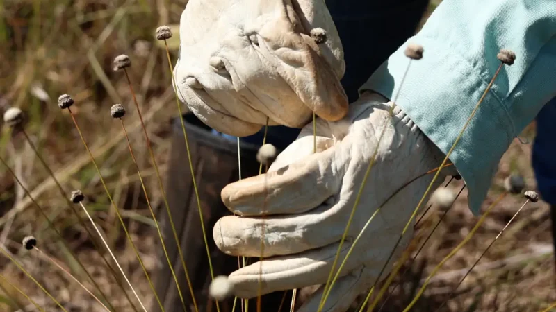 Pesquisadores encontram plantas consideradas extintas há 30 anos