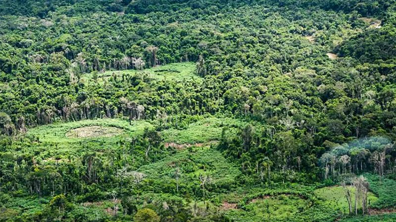 Indígenas catalogam espécies da fauna e da flora para proteger biodiversidade da Amazônia