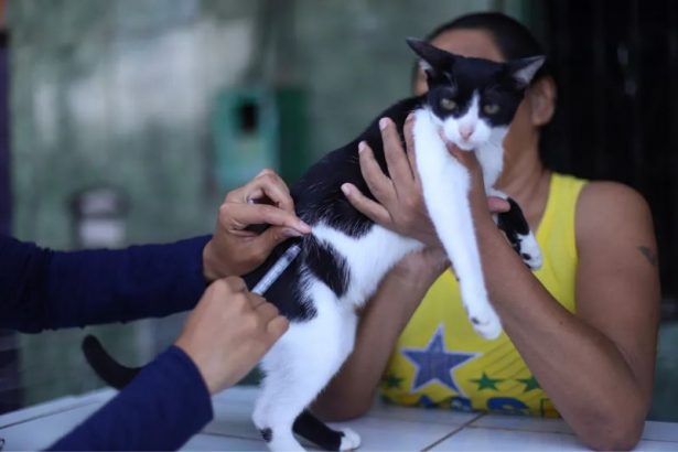 Semsa convoca 296 profissionais para vacinação antirrábica; veja a lista