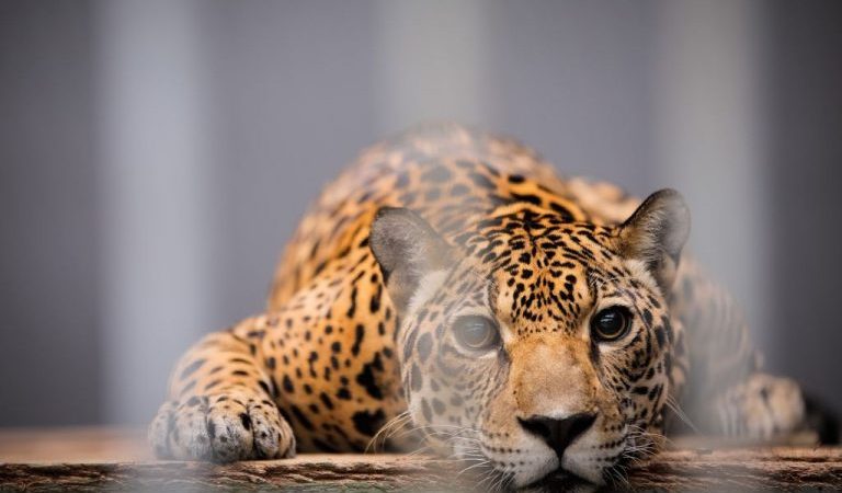 Projeto proíbe o funcionamento de zoológicos no Brasil
