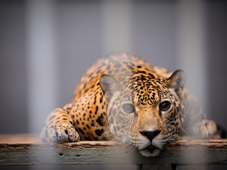 Projeto proíbe o funcionamento de zoológicos no Brasil
