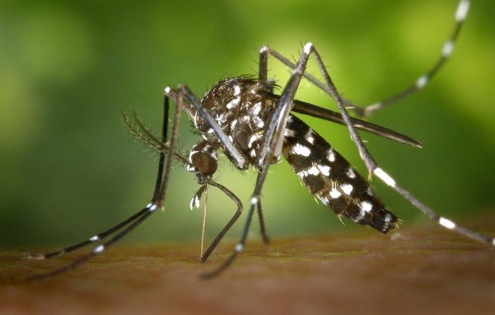 Aedes aegypti: quase metade dos municípios está em alerta ou risco