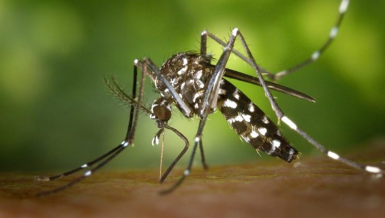 Aedes aegypti: quase metade dos municípios está em alerta ou risco