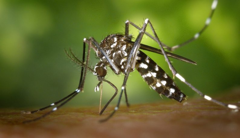 Aedes aegypti: quase metade dos municípios está em alerta ou risco