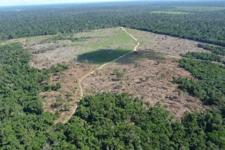 Desmatamento na Amazônia atinge menor nível em 41 anos