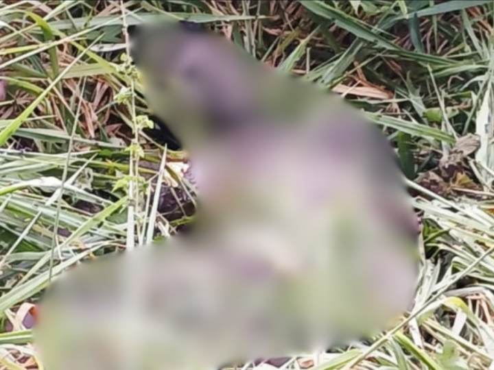 Corpo de adolescente é achado em área de mata no KM 43 da AM-010