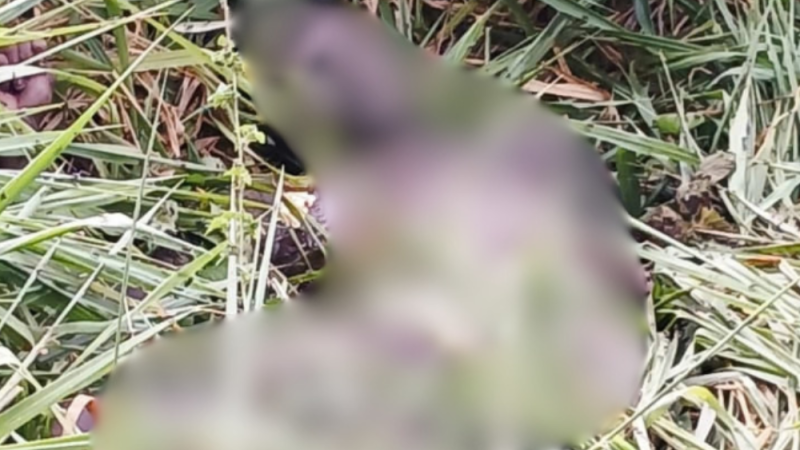 Corpo de adolescente é achado em área de mata no KM 43 da AM-010