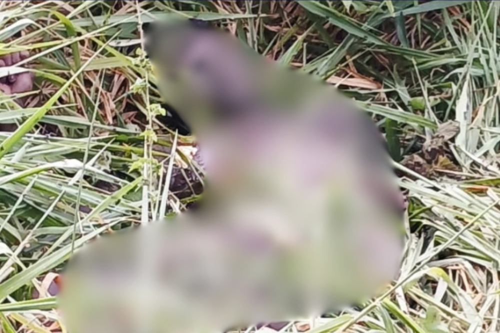 Corpo de adolescente é achado em área de mata no KM 43 da AM-010