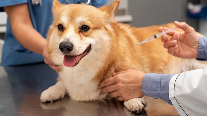 Projeto prevê dedução de despesas com cães e gatos no Imposto de Renda
