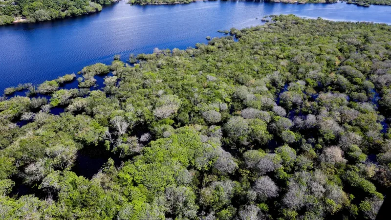 Desmatamento em áreas protegidas da Amazônia e do Cerrado tem queda